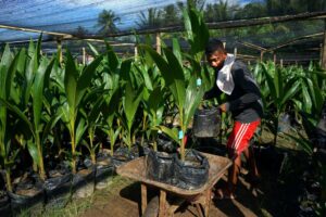 Tinjauan Gorontalo sebagai “Lipu Lo Bongo”