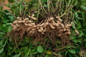 Potensi dan Tantangan Kacang Tanah Gorontalo sebagai Komoditas Unggulan