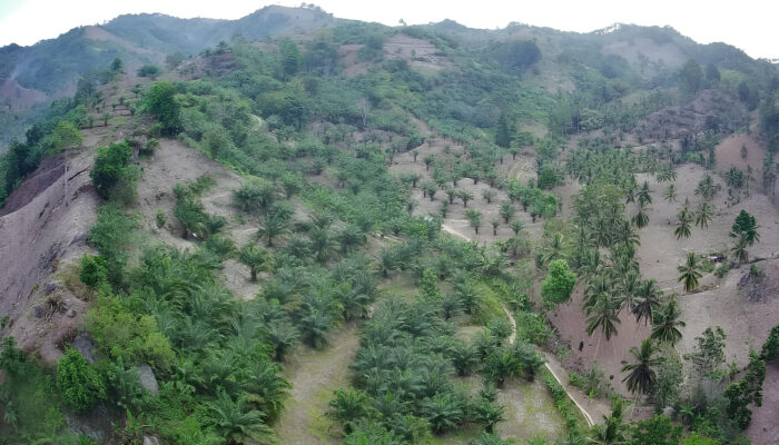 PT Tri Palma Nusantara Diduga Rahasiakan Dokumen kontrak Lahan Masyarakat Pulubala