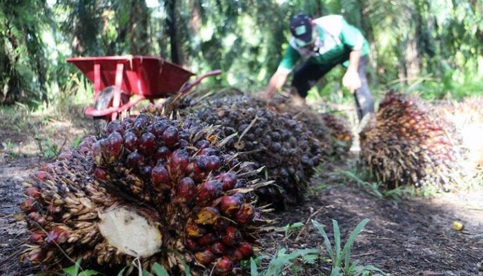 11 Tahun Janji Plasma Tak Kunjung Terealisasi, Petani Sawit Pulubala Terlunta-lunta