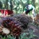 Keterangan Foto : ilustrasi petani sawit