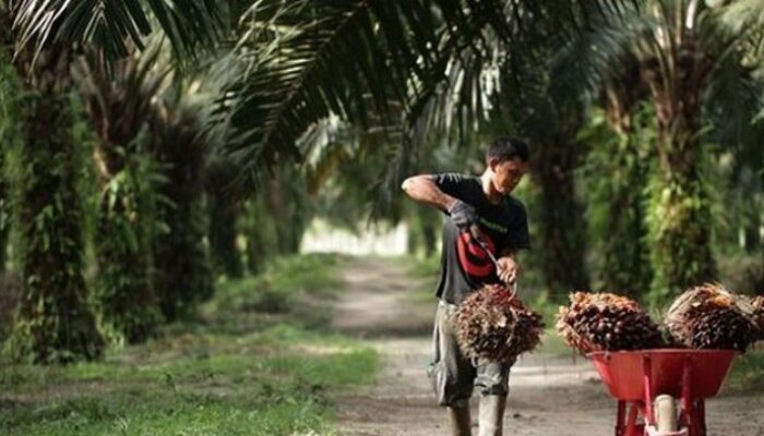 Keterangan : Ilustrasi Petani Sawit (ist)