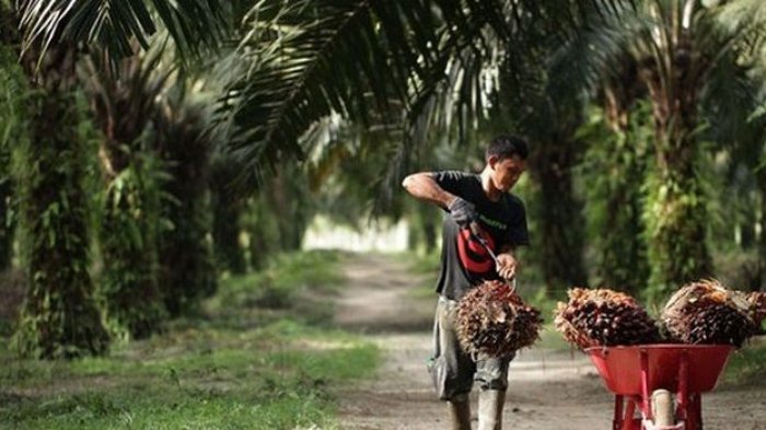 Keterangan : Ilustrasi Petani Sawit (ist)