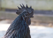 Peluang Bisnis Ayam Cemani dan Potensi Pasarnya di Mancanegara