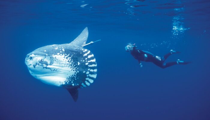 Keterangan Foto : Ikan Mola-mola sumber superlive.id