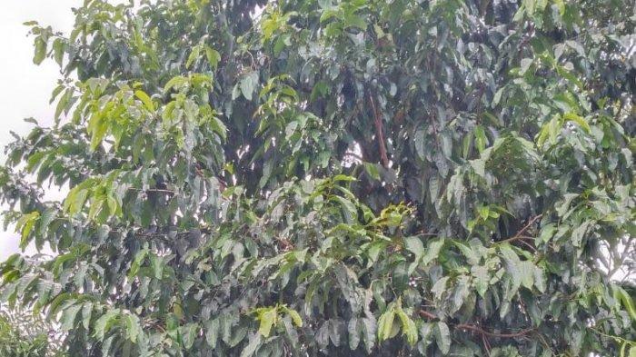 Keterangan Foto : Malahengo, Tanaman Endemik yang Terancam Punah