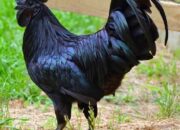 Sejarah Ayam Cemani, Unggas Mistis dari Indonesia yang Mendunia