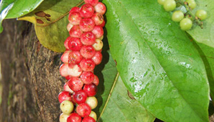 Keterangan Foto : Buah malahengo endemik Gorontalo yang menyerupai buah anggur. (sumber foto : Mongabay.co.id)