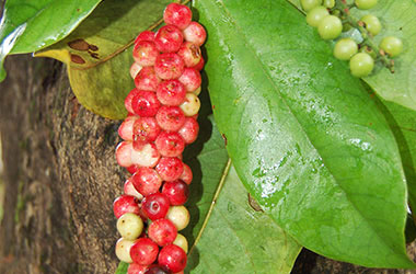 Keterangan Foto : Buah malahengo endemik Gorontalo yang menyerupai buah anggur. (sumber foto : Mongabay.co.id)