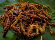 Belalang Sebagai Alternatif Protein, Solusi Bergizi atau Tantangan Baru?