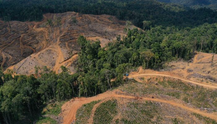 Keterangan Foto : Penebangan hutan alam di konsesi IGL. (sumber : SaveGorontalo)