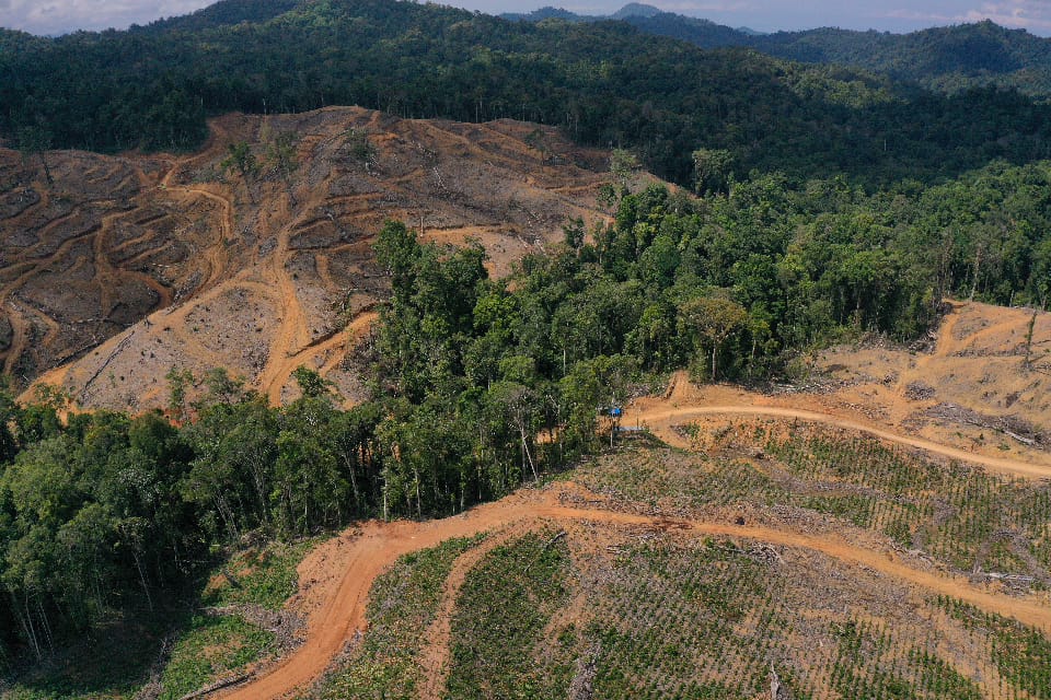 Keterangan Foto : Penebangan hutan alam di konsesi IGL. (sumber : SaveGorontalo)