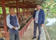 Ridwan Monoarfa Temui I Wayan, Peternak Sapi Mandiri yang Bertahan Tanpa Bantuan