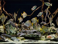 Hardscape Aquarium, Tren Baru yang Makin Diminati di Indonesia