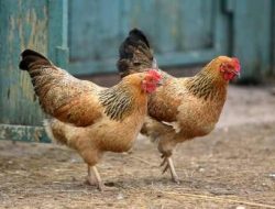 Bisnis Ayam Kampung Kian Menggiurkan di 2025, Modal Kecil Untung Maksimal