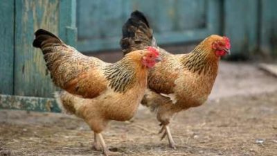 keterangan : ternak ayam rumahan