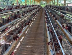 Peternak Bingung, Produksi Jalan Untung Hilang