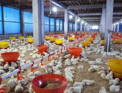 Dari Kampus ke Kandang: Perjalanan Sukses Bisnis Peternakan Chickin