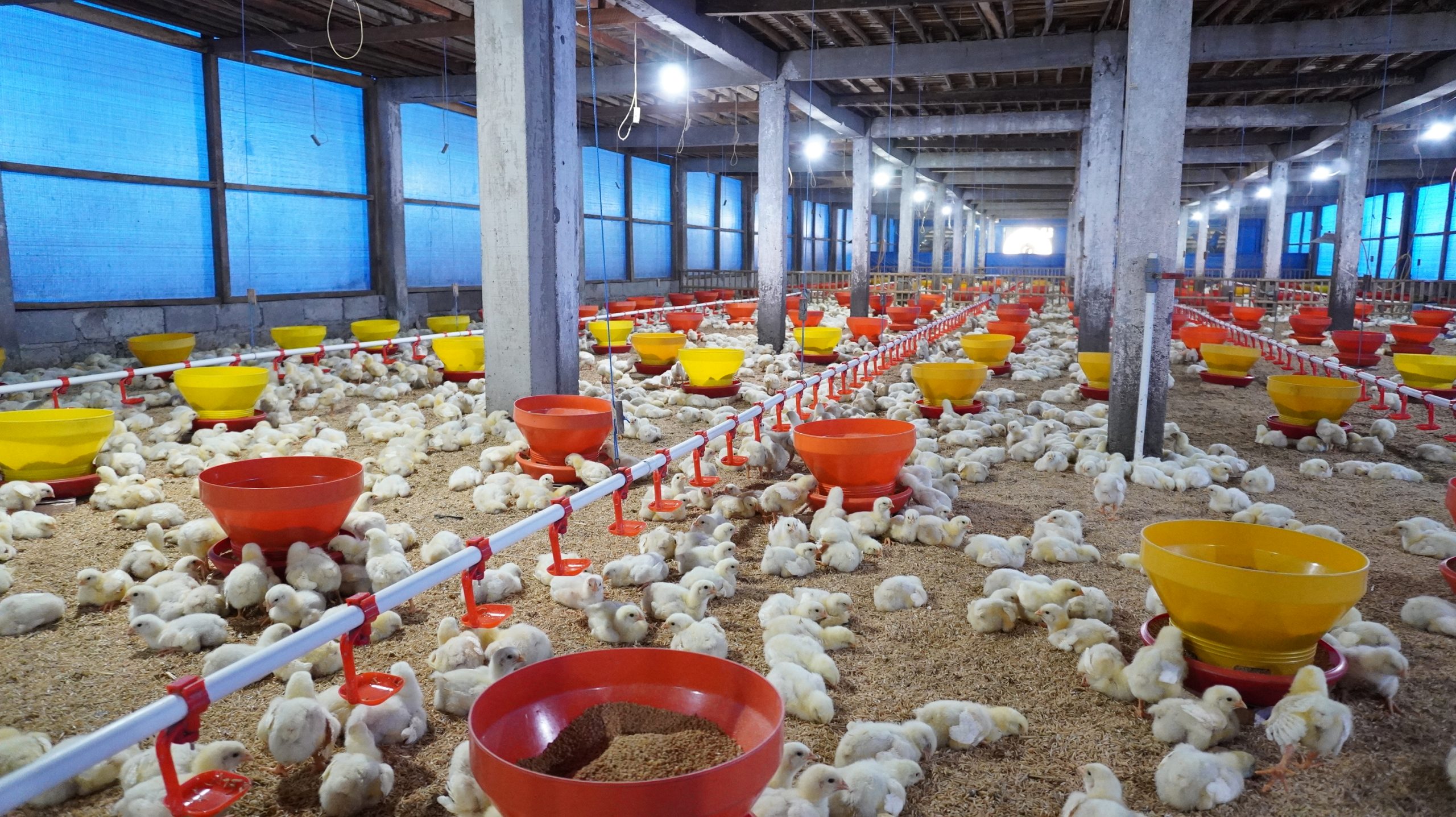 Keterangan Foto : Peternakan unggas. sumber : chickin.id