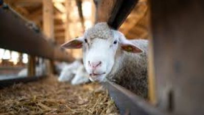 Keterangan : usaha ternak kambing atau domba (sumber foto : kanaldesa)