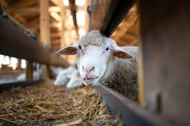 Keterangan : usaha ternak kambing atau domba (sumber foto : kanaldesa)