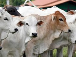 Pemprov Gorontalo Alokasikan Rp 9,4 Miliar untuk Bibit Sapi Guna Dukung Peternak Lokal