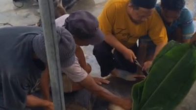 Tujuh Sapi, Sejumput Keikhlasan: BRI dan Semangat Kurban di Gorontalo