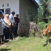 keterangan : DPRD Provinsi Gorontalo meninjau bantuan sapi aspirasi (foto : Set DPRD)