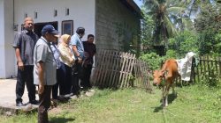 keterangan : DPRD Provinsi Gorontalo meninjau bantuan sapi aspirasi (foto : Set DPRD)