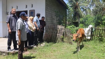 keterangan : DPRD Provinsi Gorontalo meninjau bantuan sapi aspirasi (foto : Set DPRD)