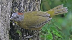 Bertemu Burung Ini, Mata Peneliti Langsung Berair Tanpa Henti