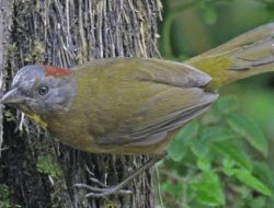 Bertemu Burung Ini, Mata Peneliti Langsung Berair Tanpa Henti