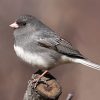 Junco hyemalis