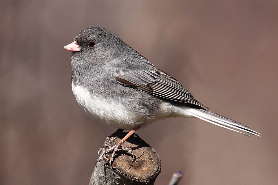Junco hyemalis