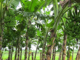 Lembaran Hijau dari Nusantara Ini Kini Bernilai Puluhan Ribu di Pasar Global