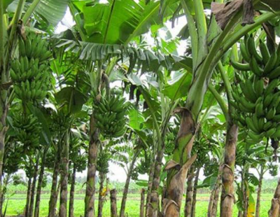 Lembaran Hijau dari Nusantara Ini Kini Bernilai Puluhan Ribu di Pasar Global