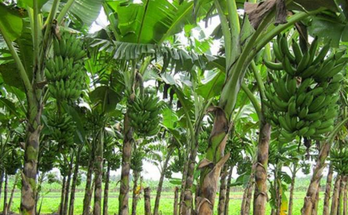 Lembaran Hijau dari Nusantara Ini Kini Bernilai Puluhan Ribu di Pasar Global
