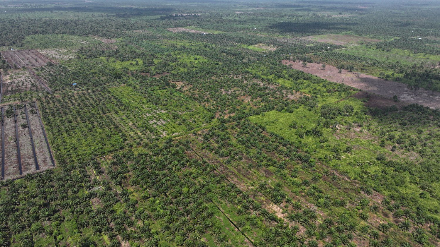 Keterangan Foto : kawasan hutan yang berubah menjadi perkebunan kelapa sawit di area konsesi. (sumber: Auriga Nusantara)